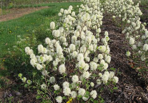 Natural Landscapes Nursery Fothergilla