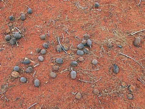 Scattered Desert Oak Seed Pods on Red Soil, Uluru, Northern Territory ...