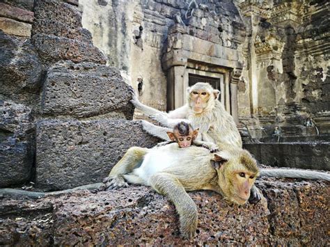 Prang Sam Yod Temple Lopburi Thailand Monkey Temple Asia Stock Photo ...