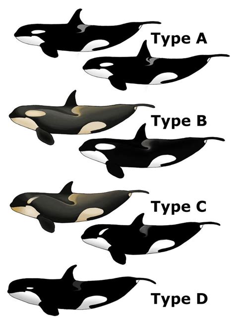 The Killer Whale. taxonomy, ecology, evolutionary history, reproduction ...