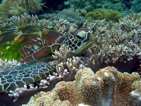 Wallpaper : animals, nature, underwater, coral reef, turtle, aquarium ...