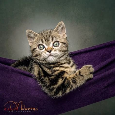 American Shorthair Kittens | American Shorthair Breeders