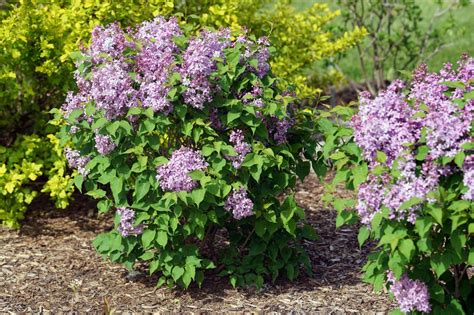 How to Prune Lilacs | HGTV