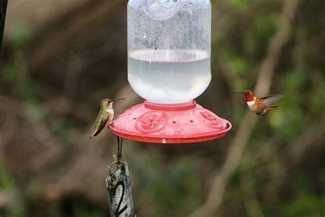 Discover the 8 Best Types of Hummingbird Feeders - A-Z Animals