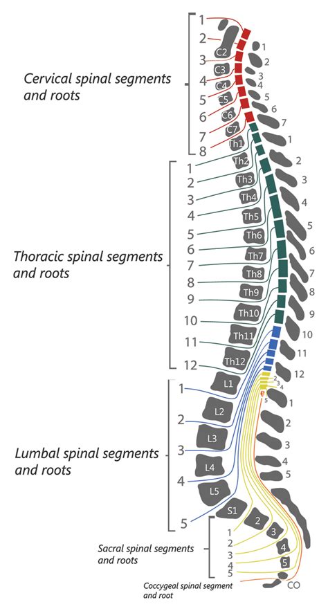 Spinal Cord Injury Levels & Classification