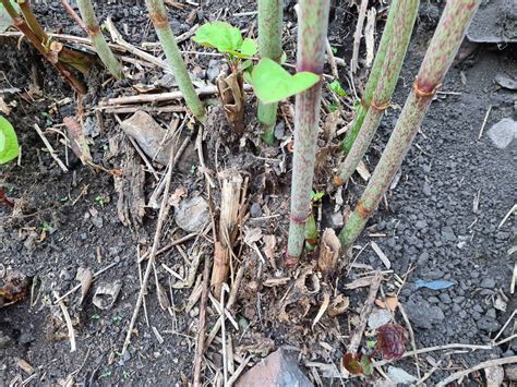 🏡 Japanese Knotweed Removal DIY done right