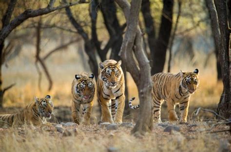 7 Factors Impacting Best Tiger Sightings in National Parks