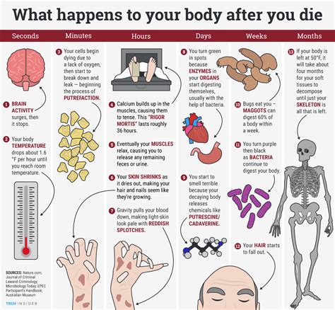 HEALTH TIPS: Here's what happens to your body after you die