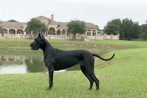 Black Great Dane: Elegance and Grace in a Majestic Coat