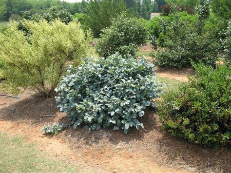 Blue Shadow Fothergilla - Plant Library - Pahl's Market - Apple Valley, MN