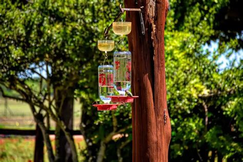 Where To Hang A Hummingbird Feeder: Quick, Simple Guide