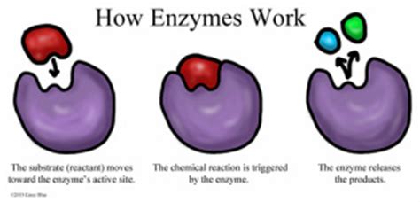 Enzymes - Cellular Life Processes