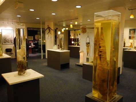 The Icelandic Phallological Museum: Not What You’d Expect - The Museum ...