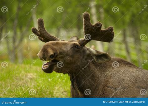 Young Male Moose With Antlers Stock Photography - Image: 7190292