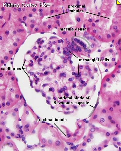 Renal System Histology - Embryology