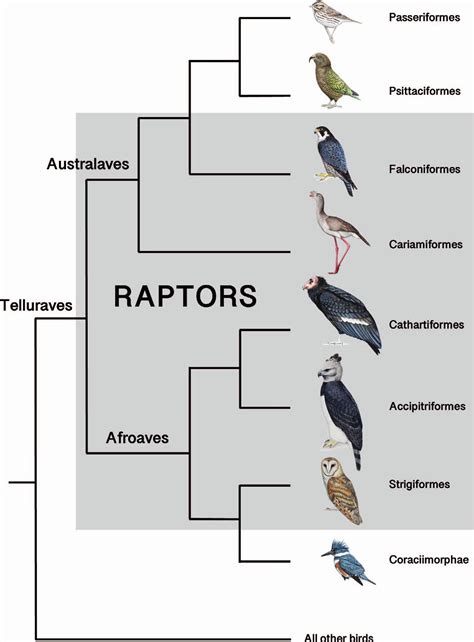 Commentary: Defining Raptors and Birds of Prey