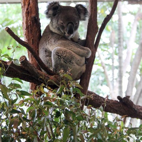 Why You Should Visit Lone Pine Koala Sanctuary On Your Next Aussie ...