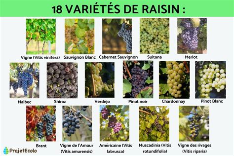 18 VARIÉTÉS DE RAISIN - Guide complet (avec PHOTOS)