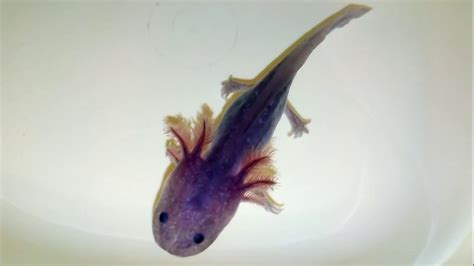 Lavender Purple Axolotl - YouTube