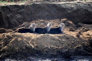 Smooth-Coated Otter | Behaviors, Habitat & Adaptations | Study.com