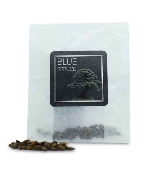 Blue Spruce Seeds — Yugen Bonsai - Premium Bonsai Sets, Seeds and Pots