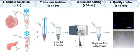 Frontiers | Optimized nucleus isolation protocol from frozen mouse ...