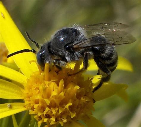 Black bee, white stripes - Hoplitis - BugGuide.Net