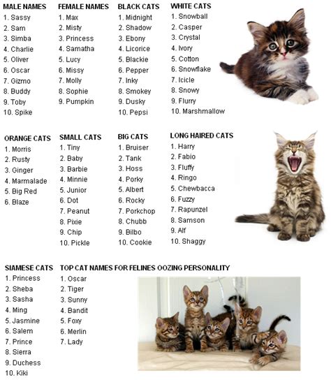 cat ailments: cat names