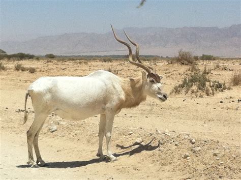 Liana's Adventures: Desert Animals