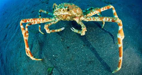 Meet The Japanese Spider Crab, The 'Daddy Long Legs Of The Sea'