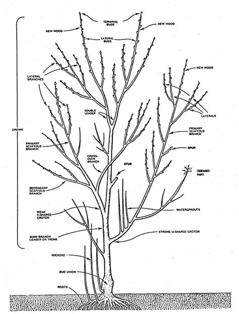 Growing fruit trees, Growing fig trees, Tree pruning