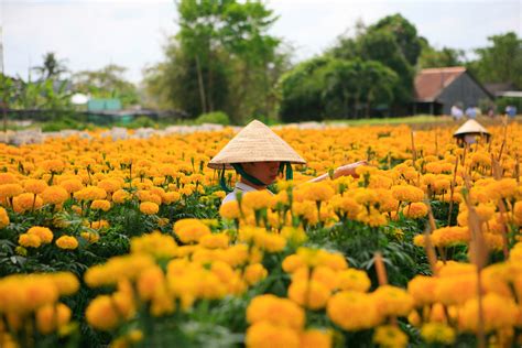 Làng Hoa Sa Đéc Đồng Tháp - Hướng dẫn du lịch Làng Hoa Sa Đéc - Chuyên ...