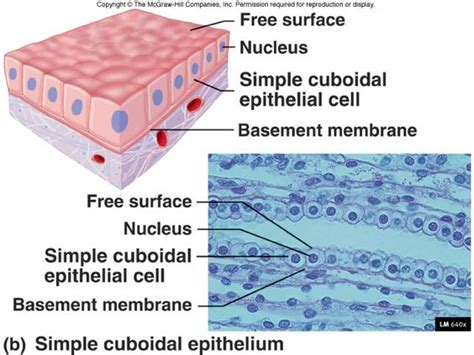 Simple Cuboidal Epithelial Tissue Diagram