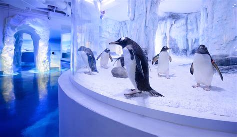 Polar Adventure zone | SEA LIFE London Aquarium