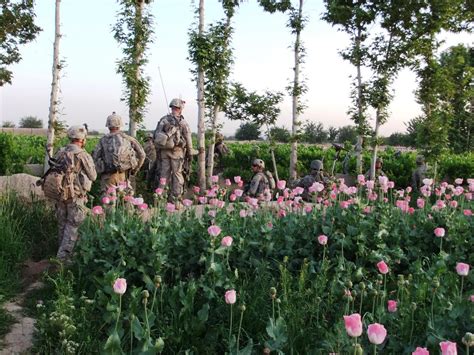 Even More Photos of US/NATO Troops Patrolling Opium Poppy Fields in ...