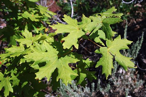 File:Bigtooth Maple Leaves.jpg - Wikipedia