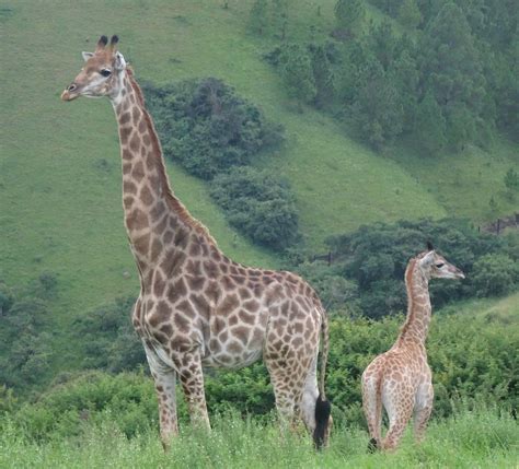 PheZulu Safari Park - 1000 Hills Tourism