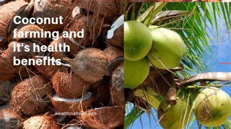 Coconut farming and Its Benefits - Health Cultivate