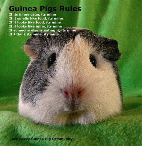 42 best Guinea Pig Meme Board images on Pinterest | Guinea pigs, Cavy ...