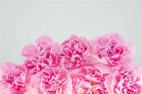 Pink Carnation Photography Background, Pink, Fresh Flowers, Carnation ...