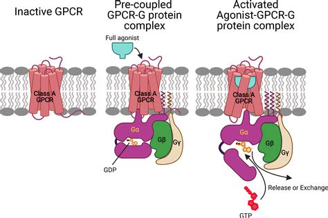 The mechanism for ligand activation of the GPCR–G protein complex | PNAS