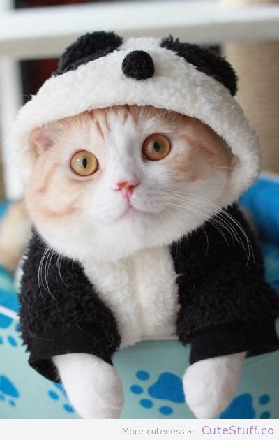 4 Cats In Panda Costumes | CuteStuff.co - Cute Animals, Cute Pictures ...