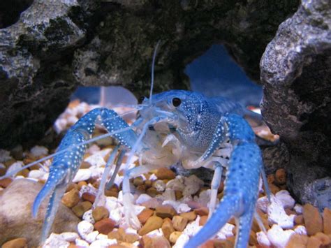 Electric Blue Crayfish: The Only Care Guide You Need