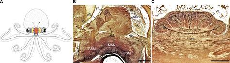 Cuttlefish Anatomy