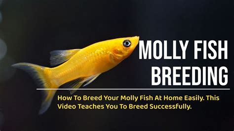 Molly Fish Breeding Explained – A Beginner's Guide – HousePetsCare.com