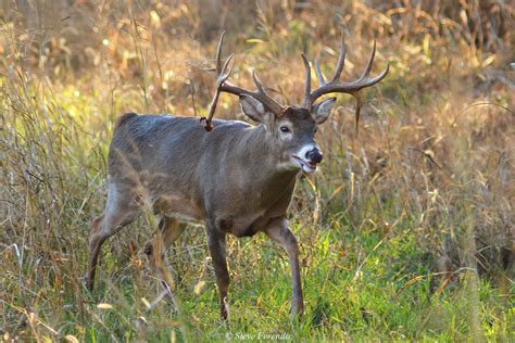 "Natural World" Through My Camera: A Buck With A History