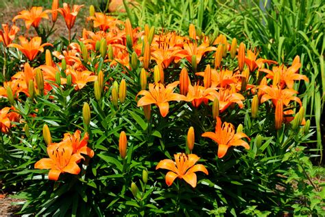 Orange Colored Day Lilies Free Stock Photo - Public Domain Pictures