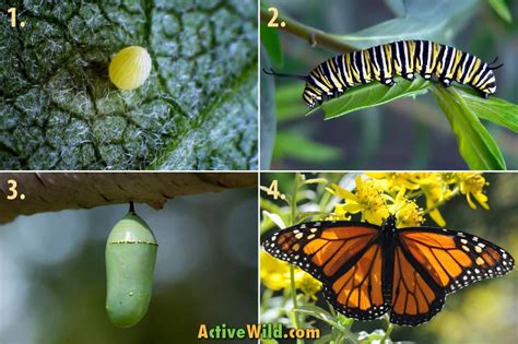 Monarch Butterfly Life Cycle Stages