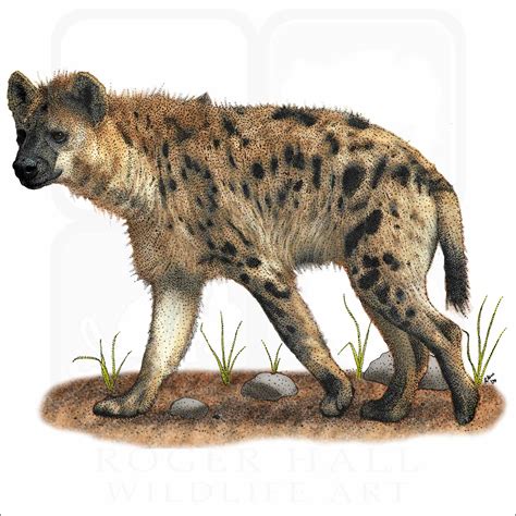 Spotted Hyena - Signed Fine Art Print - inkart