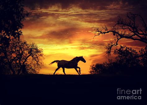 Running Horse at Sunset Photograph by Stephanie Laird - Pixels